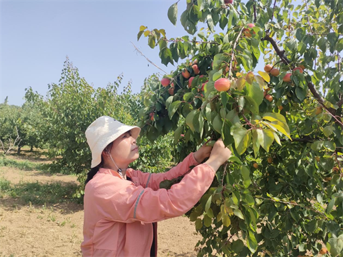 安阳市马投涧凤凰岗：香甜银杏引客来